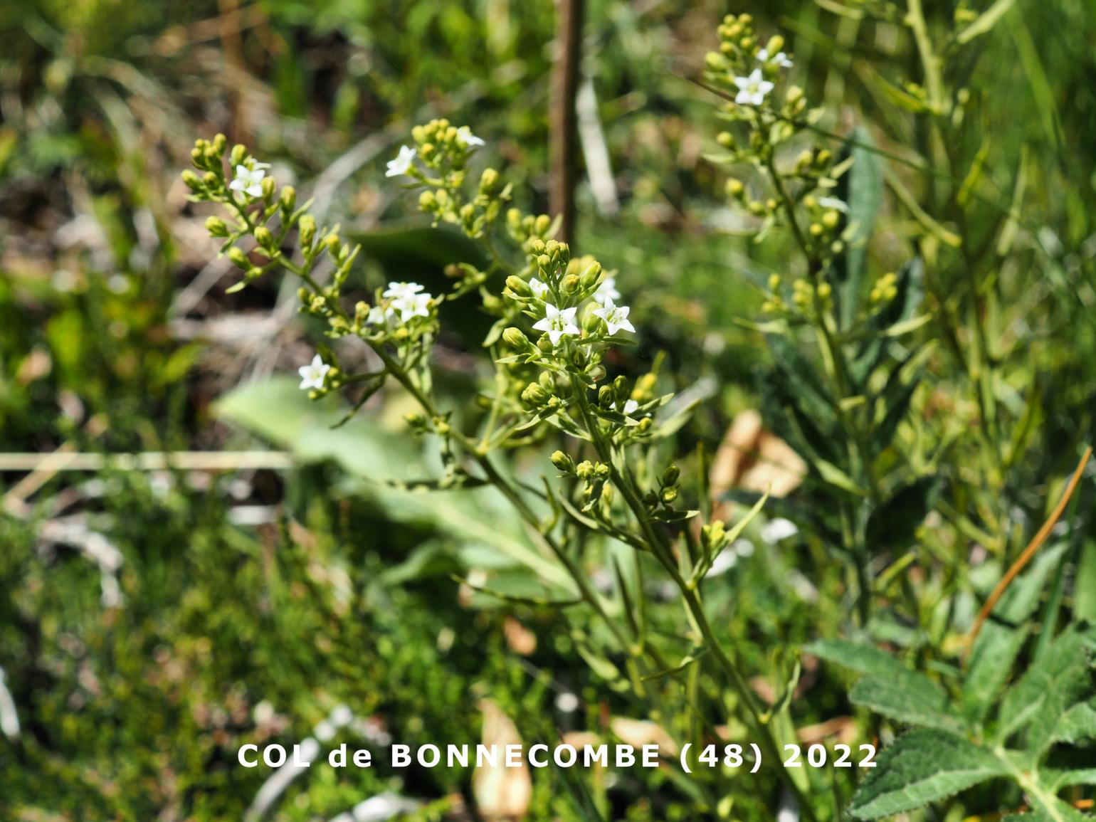 Bastard Toadflax, (Pyrannean)